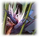 Natal wild banana